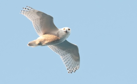 Large white bird, wings spread and flying through the air with a blue sky background