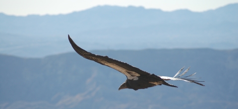 California condor soars over a canyon.