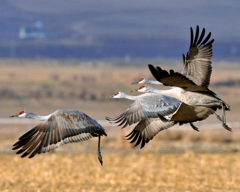 Lesser Sandhill Cranes Taking Flight