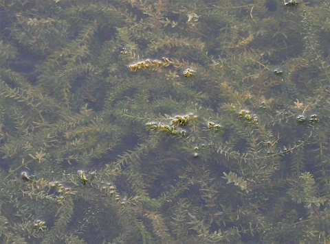 a tangle of green vegetation just under the water's surface