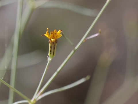 A small yellow flower on a thin green stalk in the foreground, with blurred stalks in the background.