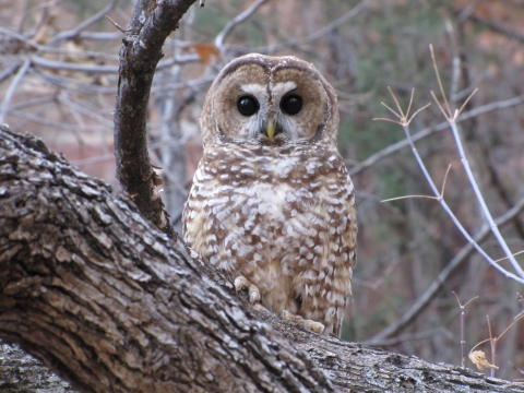 a brown and white mexican spotted owl sits on a tree branch