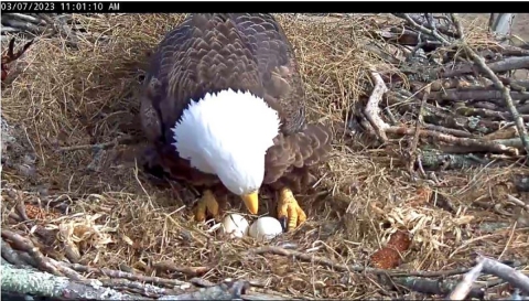 adult eagle rolling two eggs in nest