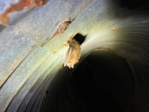 Bat handing from the inside top of a metal culvert