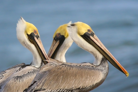 3 yellow, brown, white & black pelicans standing on the shore next to the water