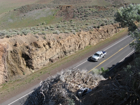 Golden eagle nest along a road. Credit: Jeremy Buck.
