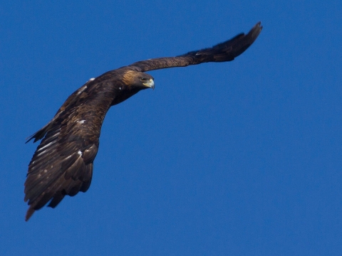 A Golden Eagle soaring in a blue sky