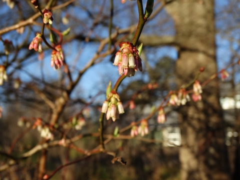 White & pink bell-shaped flowers hanging from brown branches