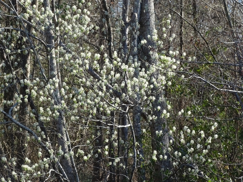 Small white flower blossoms on gray/brown tree branches
