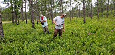 Two men look around the forest floor between tall grasses. Pines visible in the background.