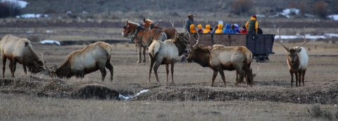 Elk graze in foreground, while visitors watch from a horse-drawn sleigh in background.