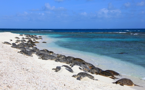 Hawaiian green sea turtle / honu (Chelonia mydas) basking in the sun at East Island in Papahānaumokuākea Marine National Monument.