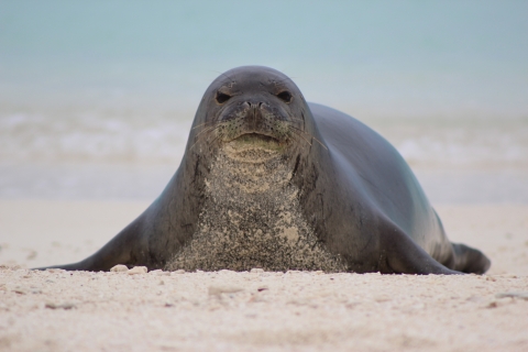 A Hawaiian monk seal sits on a beach.