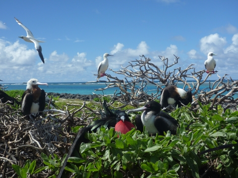 Great frigate birds sit in a bush. The ocean is in the background.