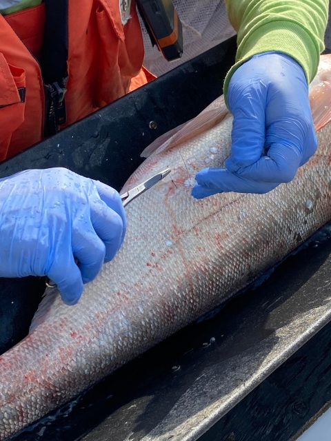 Employee suturing fish