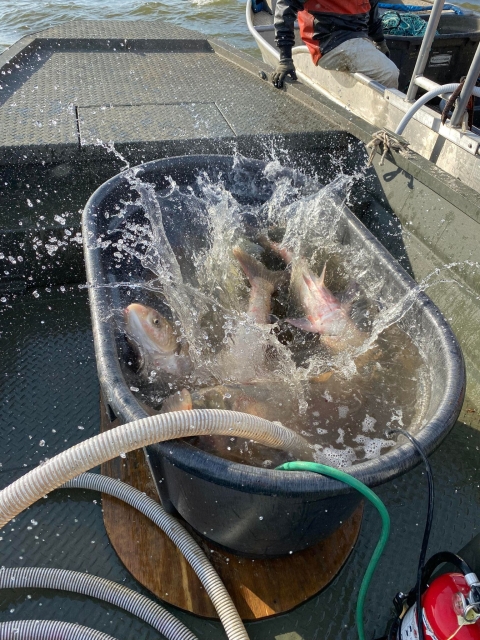 Invasive carp in tub on boat