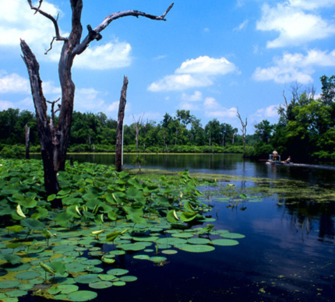 Lily pads grow on the surface of a body of water. The sky is a bright blue color. A boat can be seen in the back right side of the picture. 