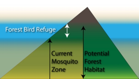 A graph that shows the mountain and mosquito range where birds are safe.
