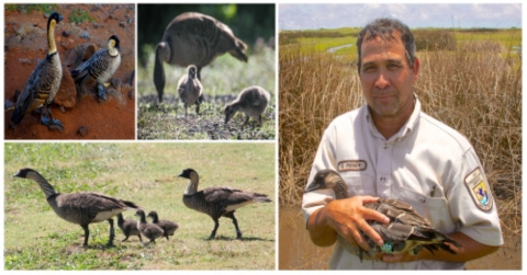 A collage of nēnē. A USFWS member holding a juvenile and various nēnē grazing. 