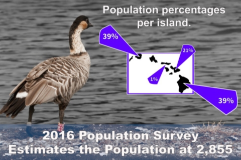 A graph with a banded nēnē that shows the percentage of nēnē on the Hawaiian islands.