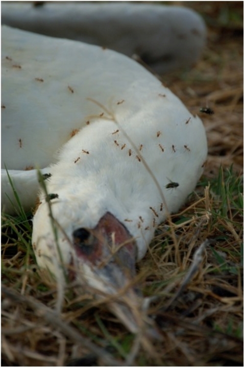 Yellow crazy ants swarm the body of a red-footed booby.