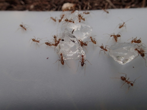 Yellow crazy ants take the bait