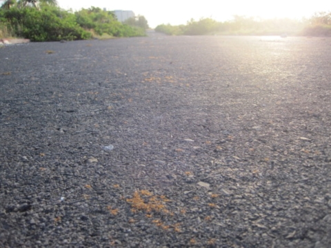 Yellow crazy ants swarm on the ground with the sun setting in the background.