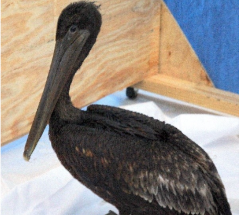 A brown pelican sits covered in oil.