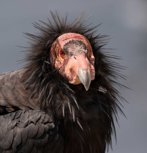 A condor with black feathers and a red head looks at the camera