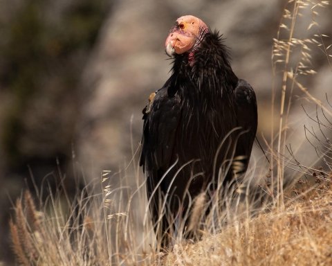 a condor with black feathers and a red head sits in tall yellow grass