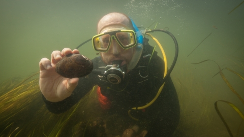 Scuba diver in murky water holding a mussel