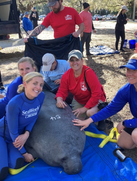several people sitting on the ground near a manatee