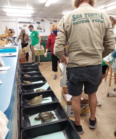 Volunteers process cold-stunned Kemp's ridley sea turtles