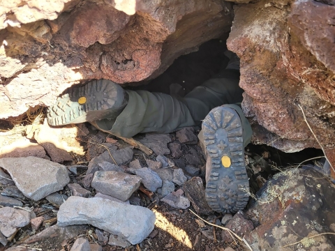 A pair of feet is seen sticking out of a Mexican wolf den in New Mexico.