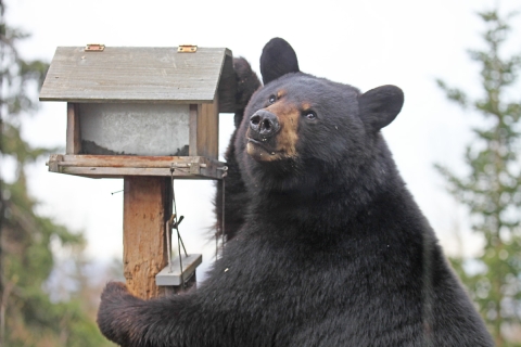 Close up of a black bear with its front legs around a feeder looking back towards the camera taking the image. 