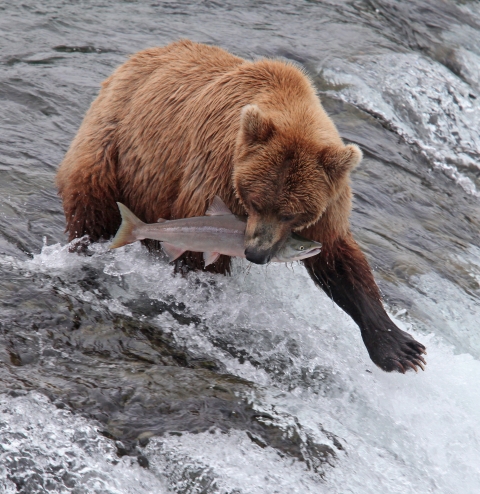 Brown bear standing in water with a fish in its mouth. 