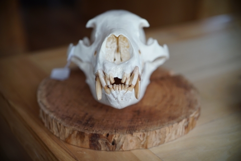 Close up of a brown bear skull highlighting its teeth. 