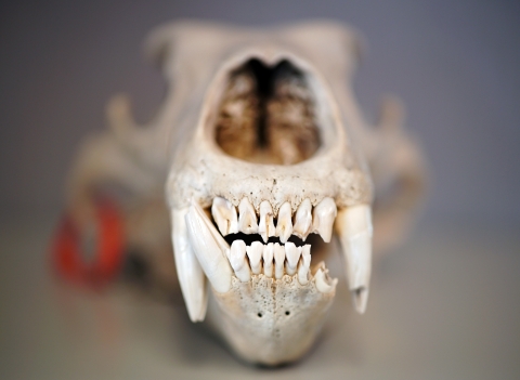 Close up of a polar bear skull highlighting its teeth. 