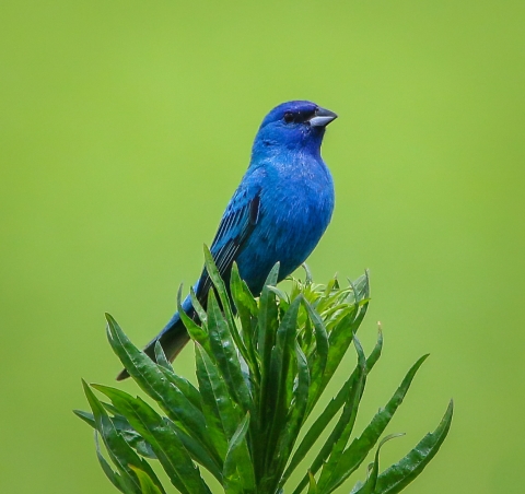 Bright blue indigo bunting perched atop a bright green-leafed branch