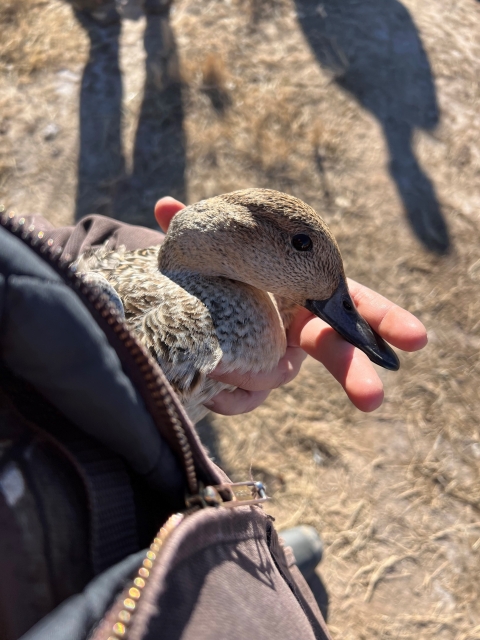 Northern pintail hen in the hand of a biologist