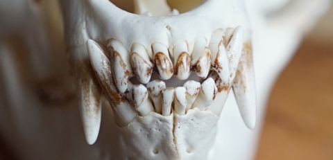 close up of black bear incisor teeth and canine teeth. 