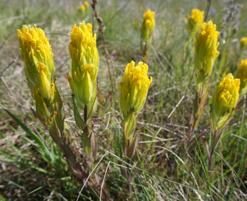 Yellow flowers of golden paintbrush surrounded by grass