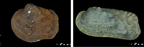 3D models of two species of freshwater mussels
