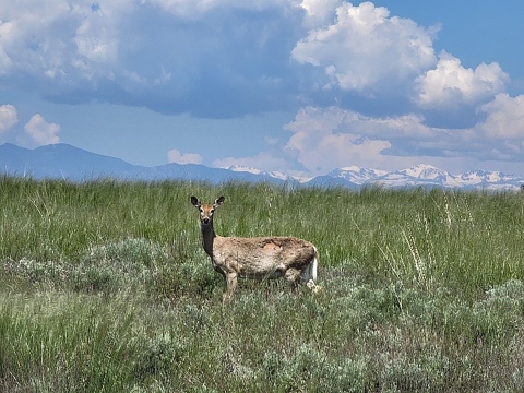 brown deer with white tail standing in a grassy field with a mountainous backdrop