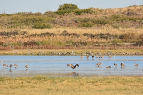 a large group of sandhill cranes rests in a wetland