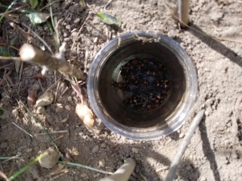 A bucket that's been sunken into a dirt hole traps American burying beetles.