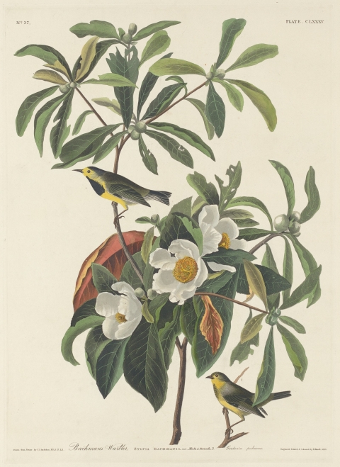 illustration of 2 bachman's warbler in tree