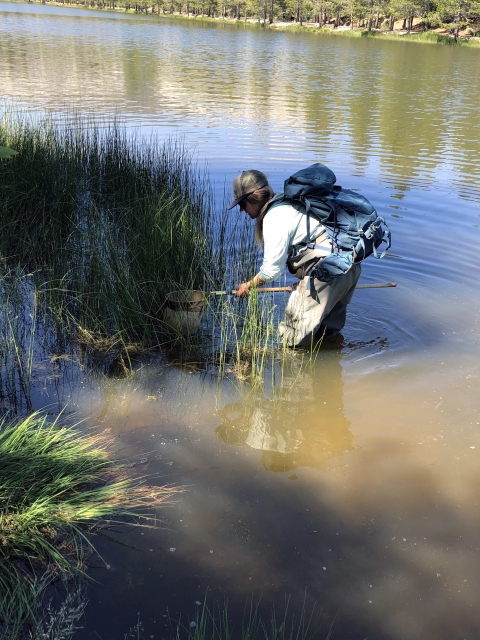 A Washoe Environmental Protection Department member holds a net while standing in knee deep water along the bank of Angora Creek. 