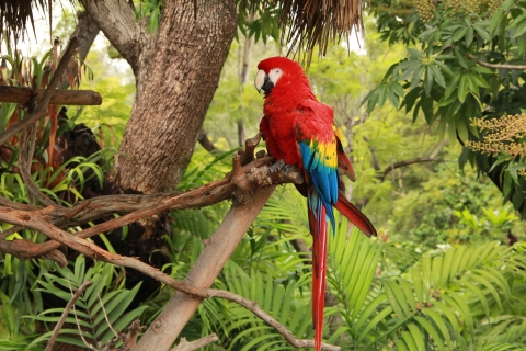 Scarlet macaw in Mexico