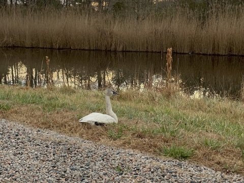 A grayish-white swan with black bill sits in low grass on the side of the road in front of a marsh.
